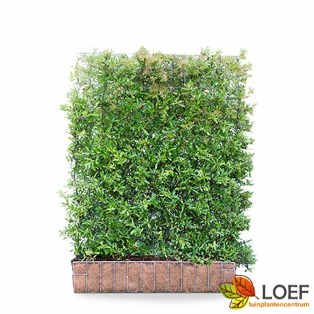 Pyracantha 'Dart's Red' Haagelement 120x155  - afbeelding 2