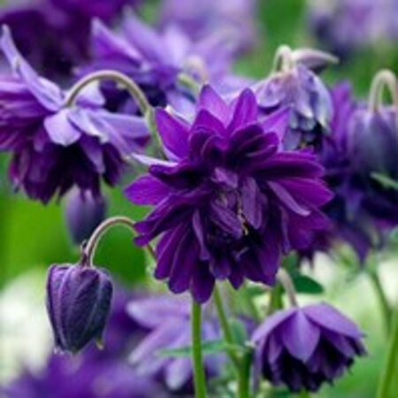 Aquilegia vulgaris 'Blue Barlow' P9 - afbeelding 2