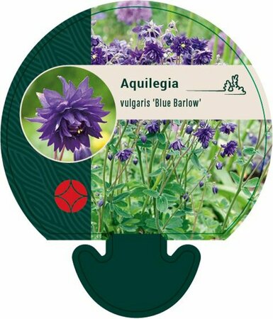 Aquilegia vulgaris 'Blue Barlow' P9 - afbeelding 1