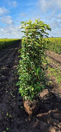 Prunus lusitanica 'Angustifolia' ST. 200 12-14 C. Lei - afbeelding 9