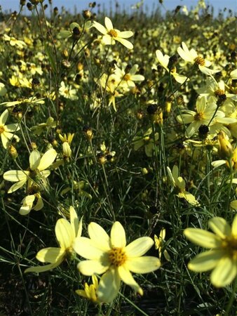 Coreopsis verticillata 'Moonbeam' P9 - afbeelding 3