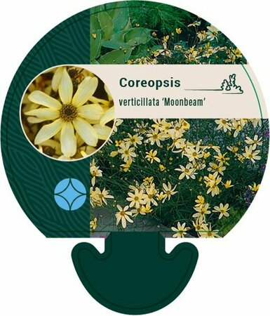 Coreopsis verticillata 'Moonbeam' P9 - afbeelding 2