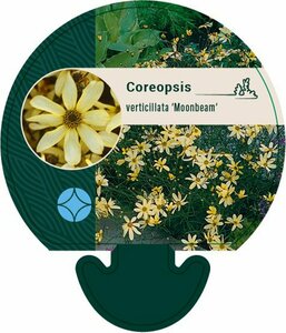 Coreopsis verticillata 'Moonbeam' P9 - afbeelding 2
