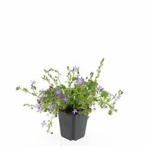 Campanula poscharskyana 'Stella' P9 - afbeelding 6