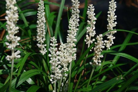 Liriope muscari 'Monroe White' C2 - afbeelding 2