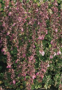 Teucrium chamaedrys P9 - afbeelding 2