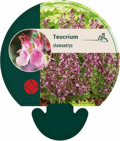 Teucrium chamaedrys P9 - afbeelding 3