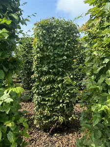 Carpinus betulus 175/200 C. - afbeelding 3