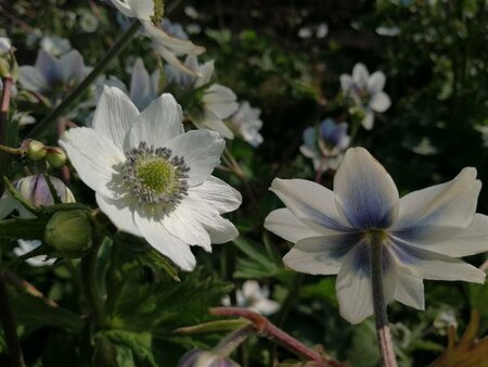 Anemone leveillei P9 - afbeelding 2