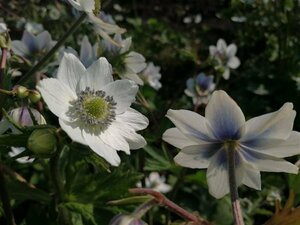 Anemone leveillei P9 - afbeelding 2