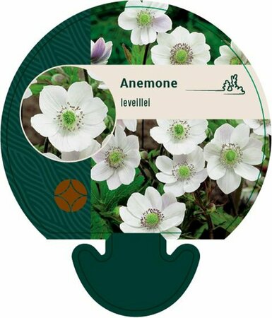 Anemone leveillei P9 - afbeelding 4