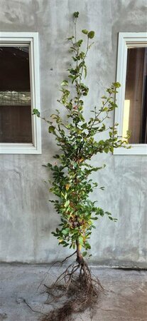 Fagus sylvatica Leischerm 150 x 180 C. - afbeelding 5