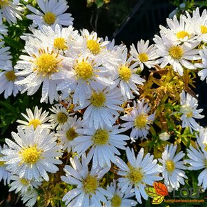Aster dumosus 'Apollo' P9 - afbeelding 1