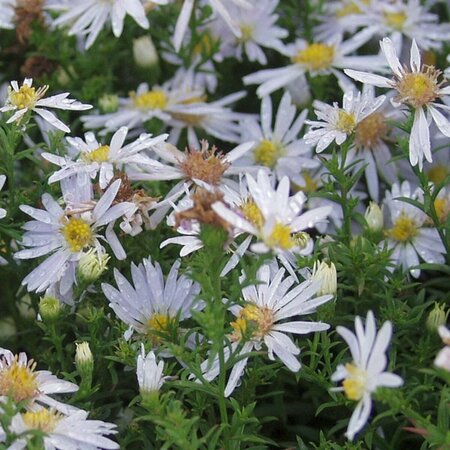 Aster dumosus 'Apollo' P9 - afbeelding 4