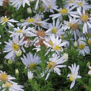 Aster dumosus 'Apollo' P9 - afbeelding 4