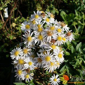 Aster dumosus 'Apollo' P9 - afbeelding 2