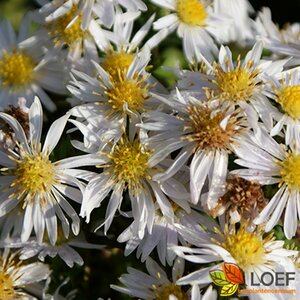 Aster dumosus 'Apollo' P9 - afbeelding 3