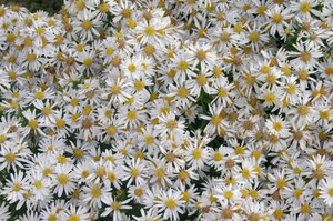 Aster dumosus 'Apollo' P9 - afbeelding 6