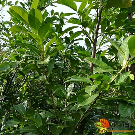 Prunus laurocerasus 'Novita' 175/200 C. - afbeelding 1
