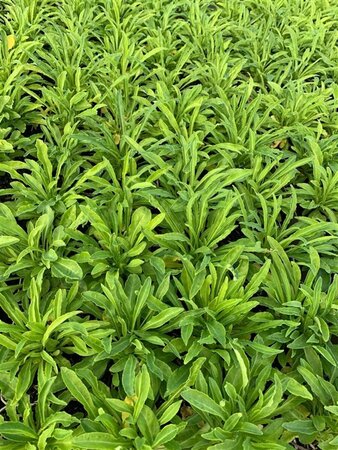 Campanula persicifolia 'Alba' P9 - afbeelding 1