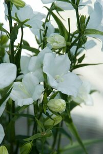 Campanula persicifolia 'Alba' P9 - afbeelding 4