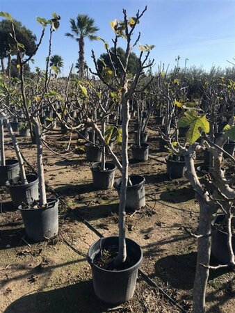 Ficus carica ST. 100 18-20 C.   - afbeelding 2