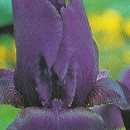 Iris germanica 'Black Knight' P9