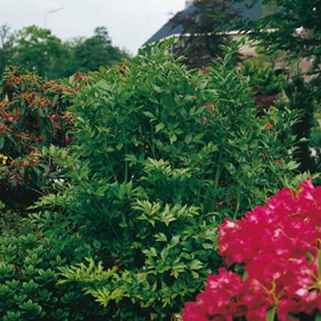 Levisticum officinale P9 - afbeelding 3