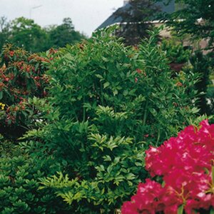 Levisticum officinale P9 - afbeelding 3