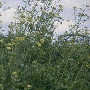 Levisticum officinale P9 - afbeelding 5