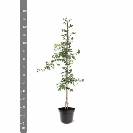 Ginkgo biloba 12-14 C. - afbeelding 2