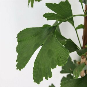 Ginkgo biloba 12-14 C. - afbeelding 7