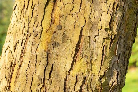 Platanus hispanica 'Alphen's Globe' ST. 225 10-12 C.  - afbeelding 2