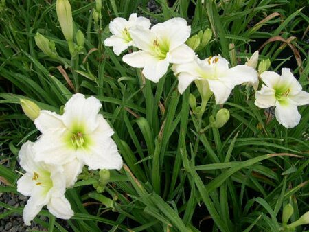 Hemerocallis 'Gentle Shepherd' P9 - afbeelding 5