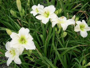 Hemerocallis 'Gentle Shepherd' P9 - afbeelding 5