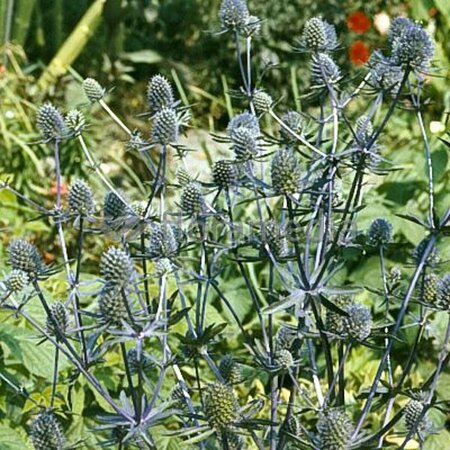 Eryngium planum 'Blauer Zwerg' P9 - afbeelding 2