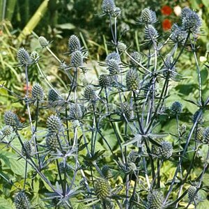 Eryngium planum 'Blauer Zwerg' P9 - afbeelding 2