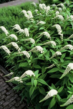 Lysimachia clethroides P9 - afbeelding 7