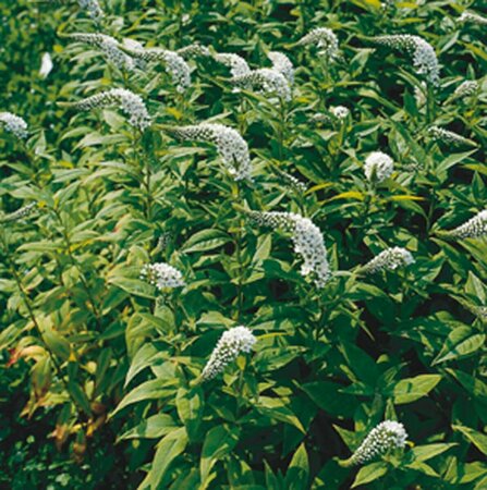Lysimachia clethroides P9 - afbeelding 3