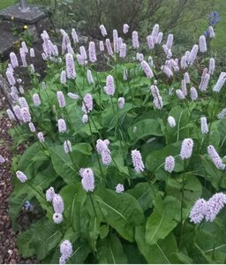 Persicaria bistorta P9 - afbeelding 4