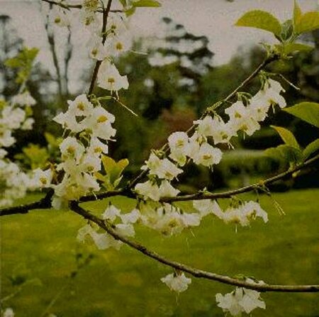 Halesia carolina 14-16 C.