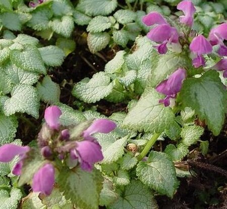 Lamium maculatum 'Beacon Silver' P9 - afbeelding 4