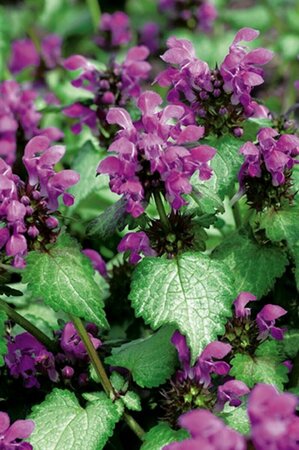 Lamium maculatum 'Beacon Silver' P9 - afbeelding 6