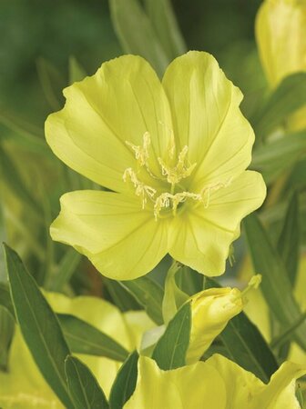 Oenothera macrocarpa P9 - afbeelding 5