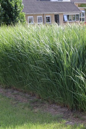 Panicum virgatum 'Northwind' P9 - afbeelding 1