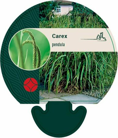 Carex pendula P9 - afbeelding 4