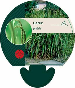 Carex pendula P9 - afbeelding 4
