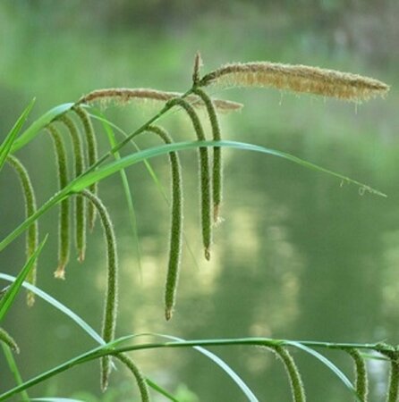 Carex pendula P9 - afbeelding 3
