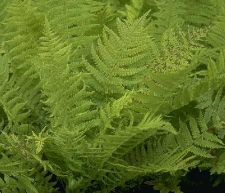 Matteuccia struthiopteris P9 - afbeelding 10