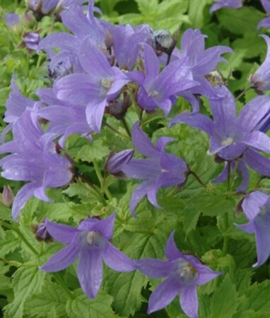 Campanula lactiflora 'Prichard's Var.' P9 - afbeelding 2